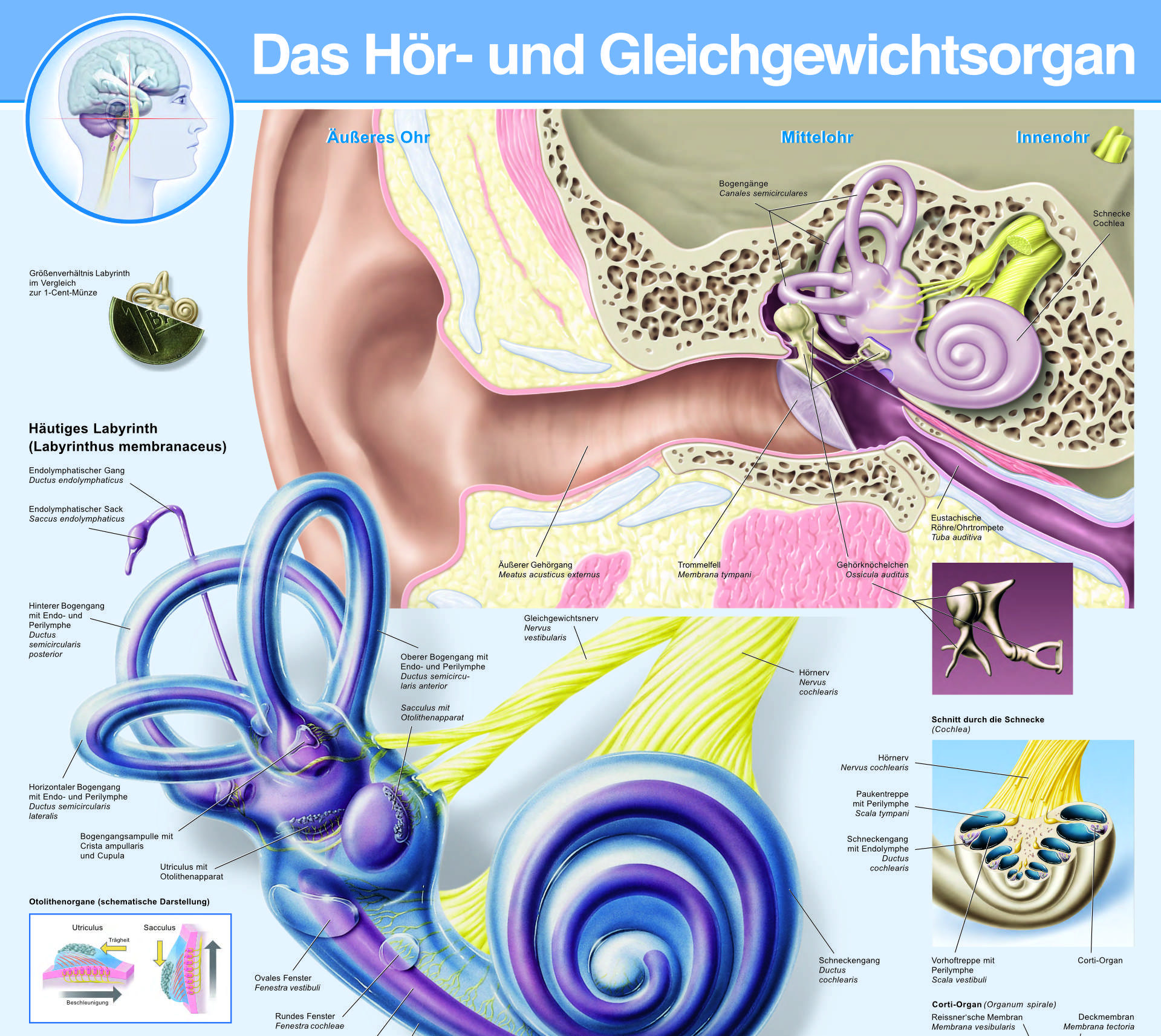Das Ohr schematisch dargestellt